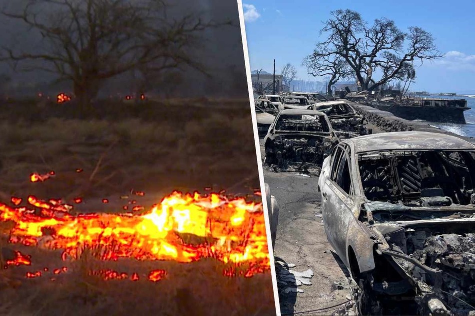 Wie von einer "Feuerbombe" getroffen: Waldbrände im Naturparadies fordern immer mehr Tote
