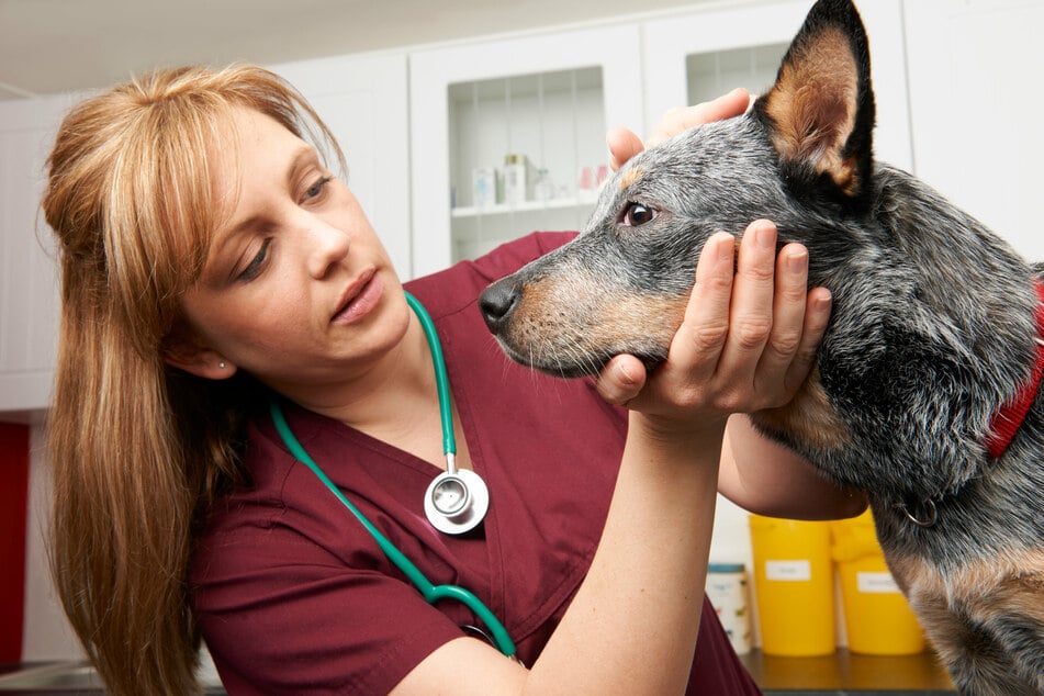 If your dog can't stop licking at the floor, then it is time to take a trip to the vet.