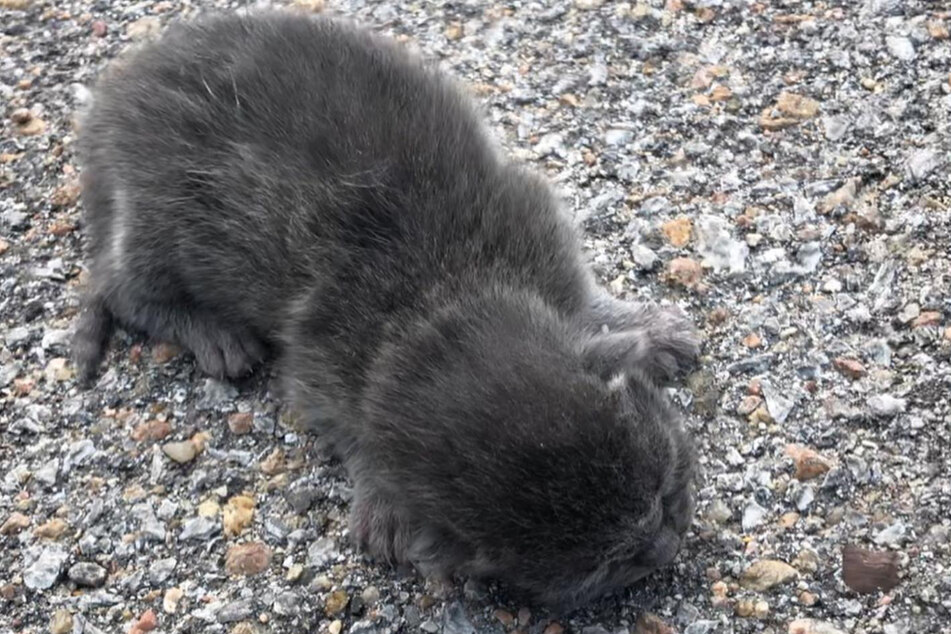 Ein Katzenbaby lag mitten auf dem Parkplatz.