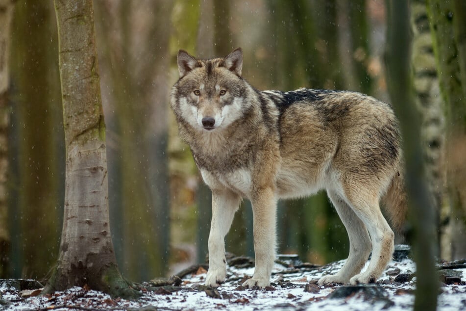 Wölfe: Schießbefehl war Schuss in den Ofen - Wölfe zu clever für die Jäger