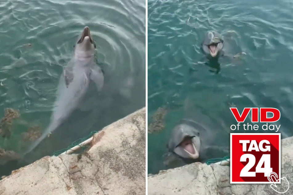 Today's Viral Video of the Day features a lucky woman who might just be the next Disney princess after an incredible encounter with a pair of dolphins.