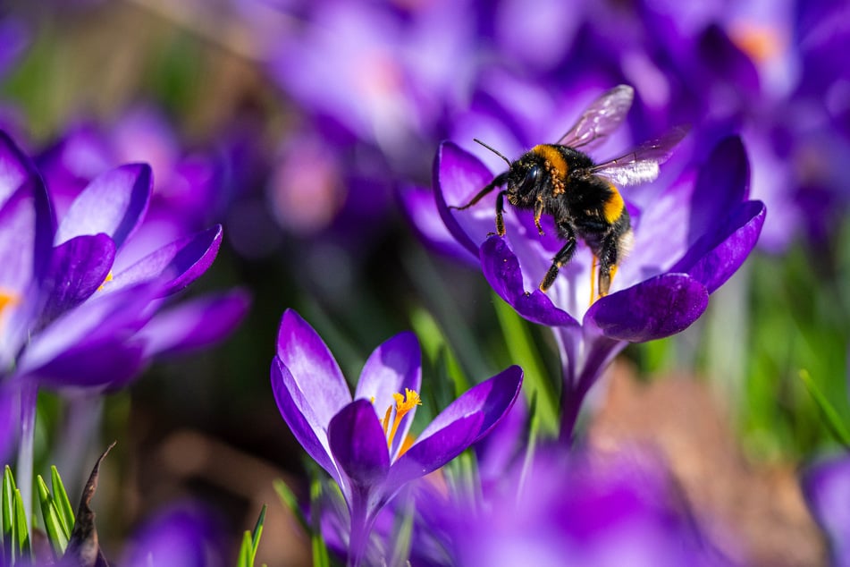 Beim Sammeln von Pollen lassen sich Hummeln besonders gut fotografieren.