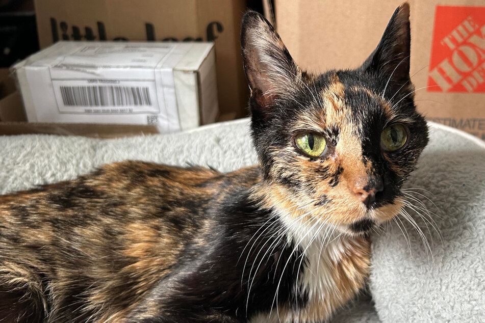 Rayna the cat has received a loving home for the last stage of her life, as she has been diagnosed with terminal cancer.