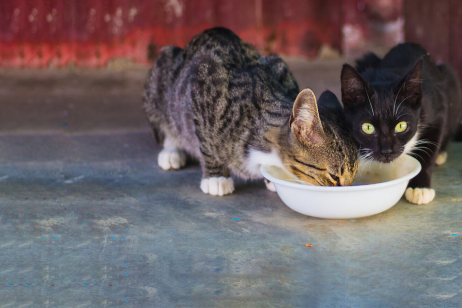 My cat eats too much: How to stop a cat from eating too much