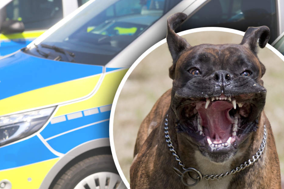 Streit auf Feldweg eskaliert: Mann nimmt Hund Maulkorb ab und hetzt ihn auf Kontrahenten!