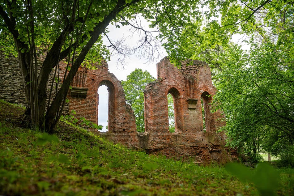 Im Klosterpark Altzella dreht sich am Sonntag alles rund ums Thema Bäume. (Archivfoto)