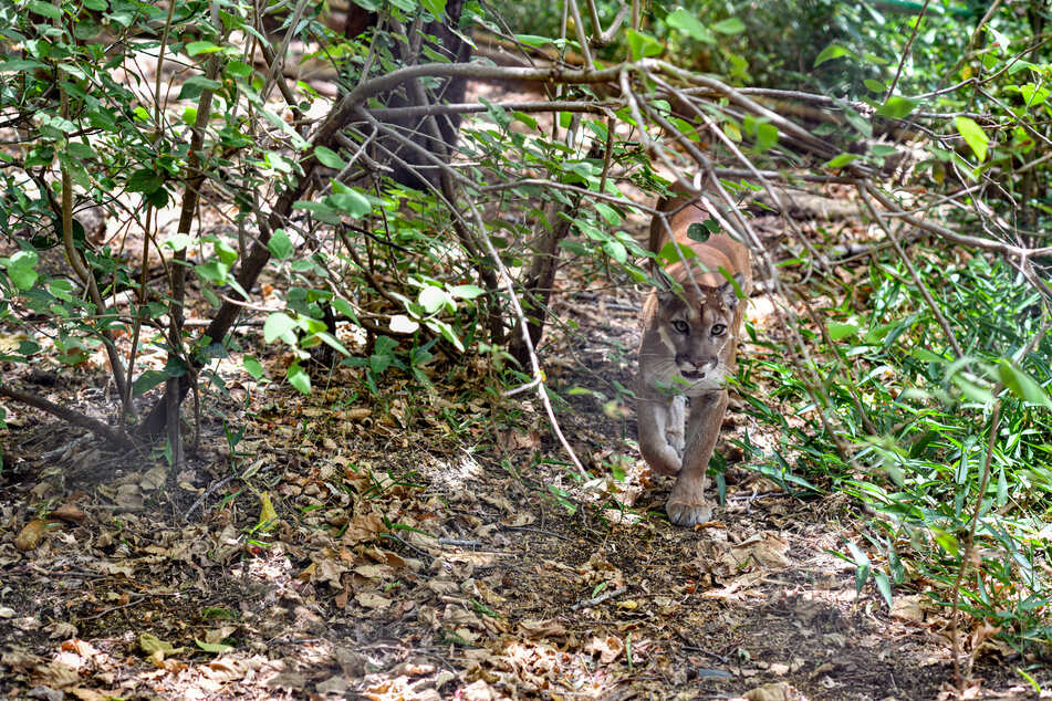 Immer wieder werden in dem Olympic-Nationalpark Pumas gesichtet. Jedoch halten sie sich meist abseits der touristischen Wanderwege auf.