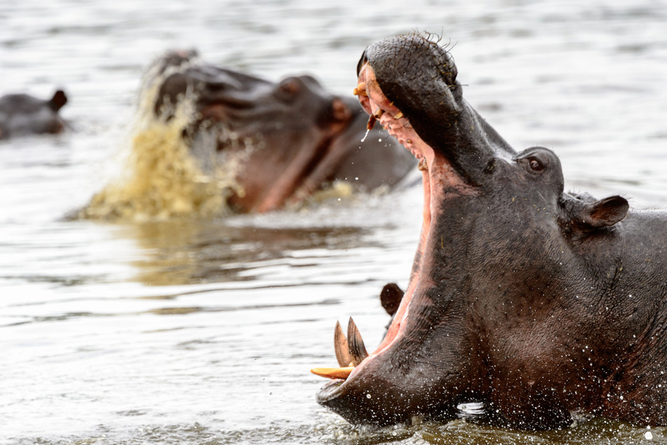 Hippo versenkt Motorboot auf dem Weg über die Grenze