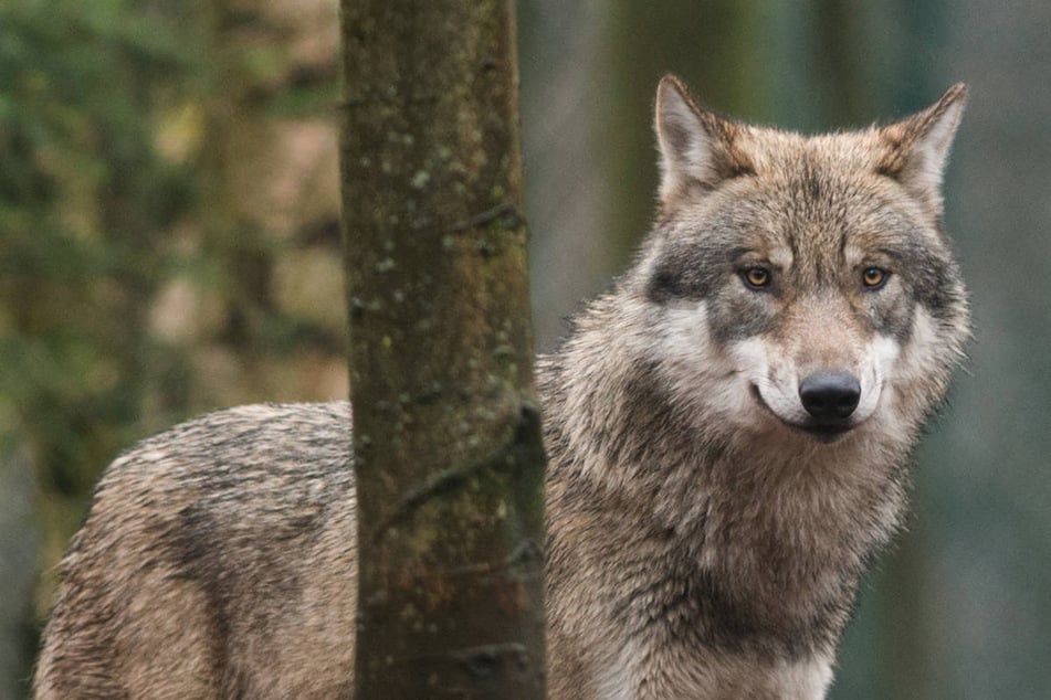 Brandenburg gibt "Problemwolf" zum Abschuss frei, auch Hybrid mit Nachwuchs soll getötet werden