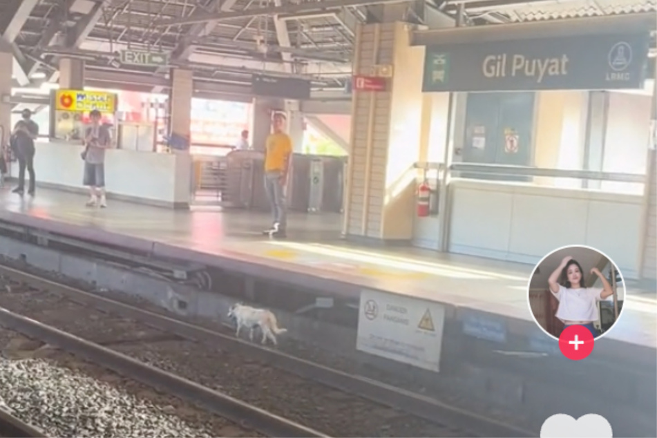 Hier trudelte er endlich im Bahnhof ein: Der tapfere Hund hat seinen gefährlichen Trip auf den Gleisen unbeschadet überstanden.