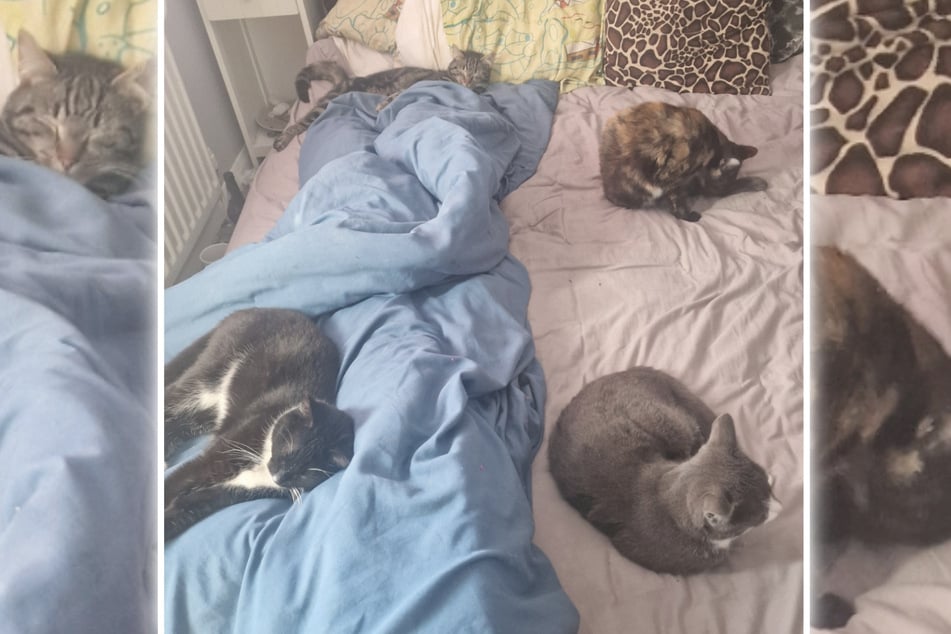 Diese vier Katzen lagen im Bett einer Britin - die eigentlich nur drei Katzen besitzt.