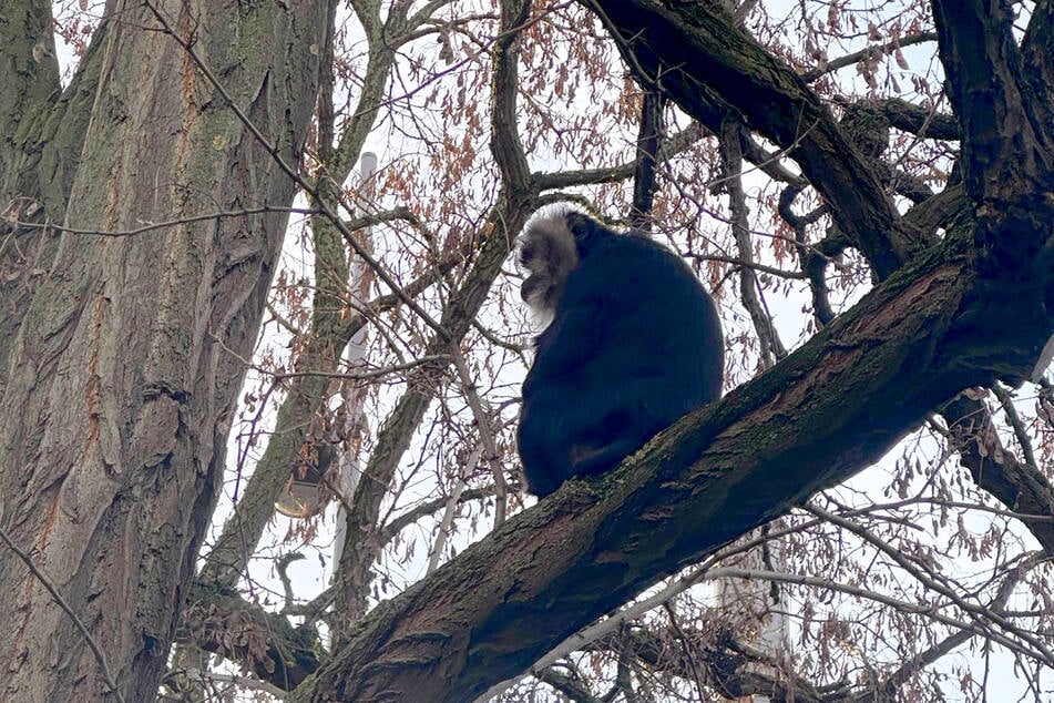 Nachdem Ruma in einer Reudnitzer Parkanlage ausgesetzt wurde, saß sie verängstigt in diesem Baum. Später wurde sie von Tierpflegern eingefangen.