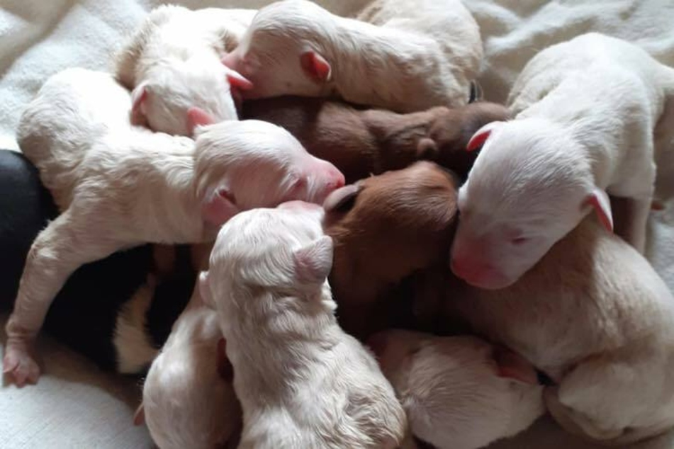 Elf gesunde Welpen brachte die Hundedame trotz ihres Zustands auf die Welt.