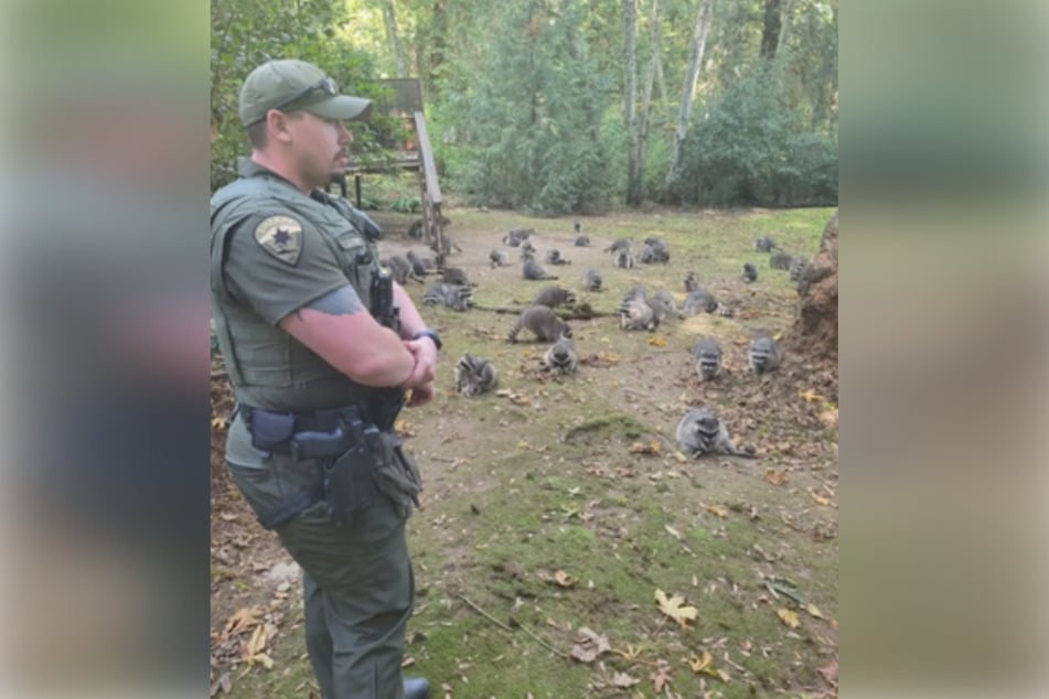 More than 100 raccoons have invaded the yard of a Washington state woman after it came out that she was feeding the wild animals for three decades.