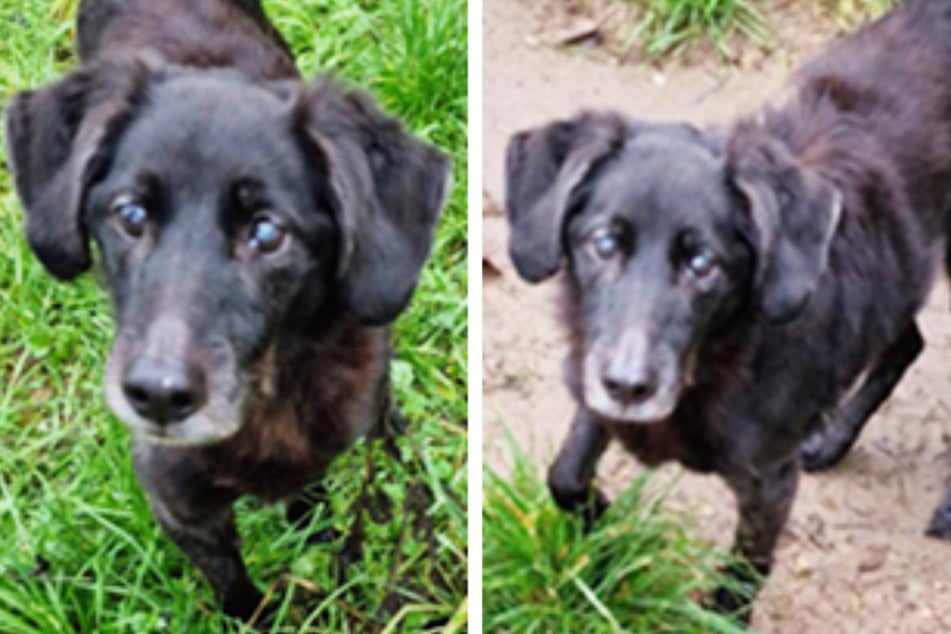 La mascota peluda es, según el refugio de animales de Frankfurt, encantadora, sencilla y absolutamente adorable.