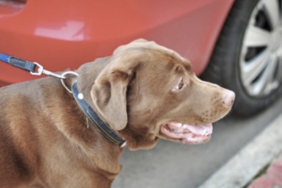 Hund muss neben Auto herlaufen: Polizei stoppt herzlose Besitzerin