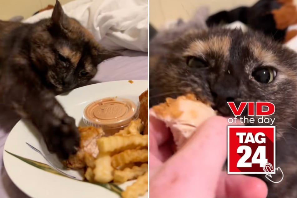 viral videos: Viral Video of the Day for June 11, 2025: Ninja cat stealthily swipes chicken tender from owner!