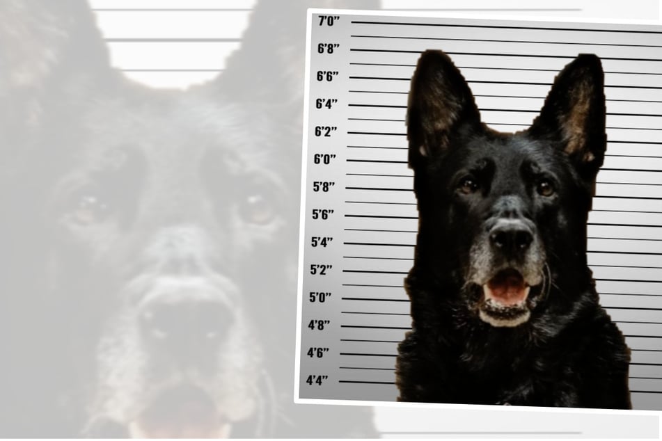 Dieb bei der Polizei: Hund klaut Essen - Fahndungsbild veröffentlicht!