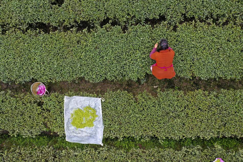 Die Betreiber konzentrieren sich auf der Plantage auf Sorten, die aus Anbaugebieten in Asien kommen. (Symbolbild)