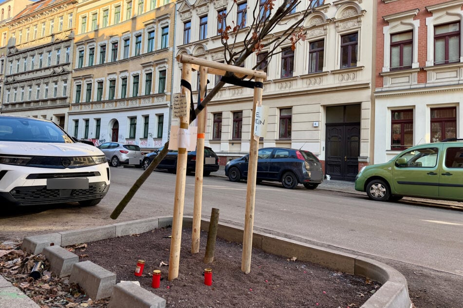Mehrere neu gepflanzte Bäume im Leipziger Westen sind nun Unbekannten zum Opfer gefallen.
