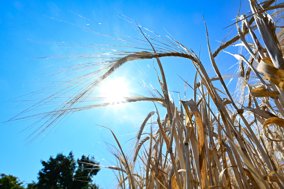 Am Dienstag wurde der Höchstwert von 36,3 Grad gemessen! (Symbolbild)