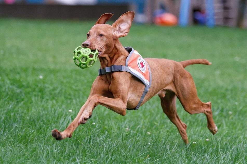 Dank der feinen Nase von Rettungshund "Pino" konnte ein Mann (82) aufgefunden werden.