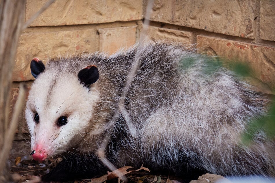 Bis zu diesem Jahr machten die Kinder vor allem auf Opossums und andere kleinere Nager Jagd. (Symbolbild)