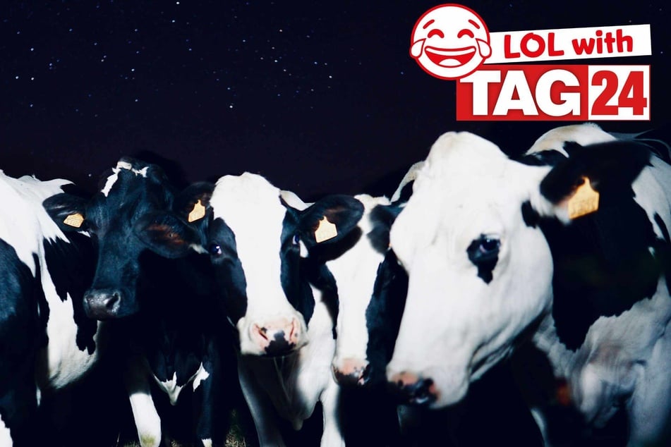 Joke of the Day for March 25, 2026: A cow-tastic funny!