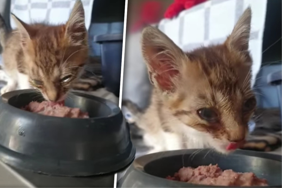 Mutterloses Kätzchen landete in schlimmem Zustand im Tierheim