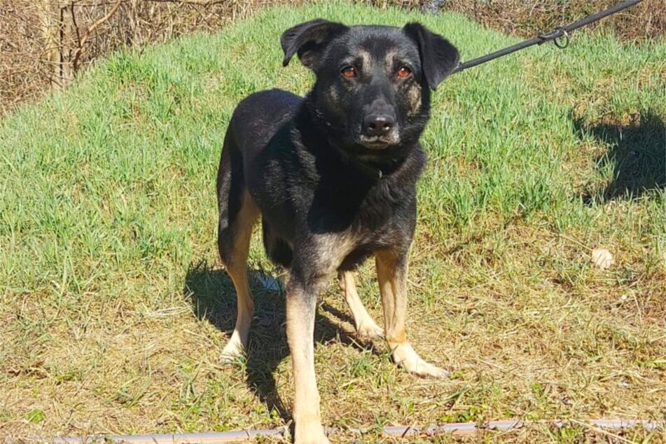 Der Mischling braucht lange, um sich auf einen Menschen richtig einzulassen.