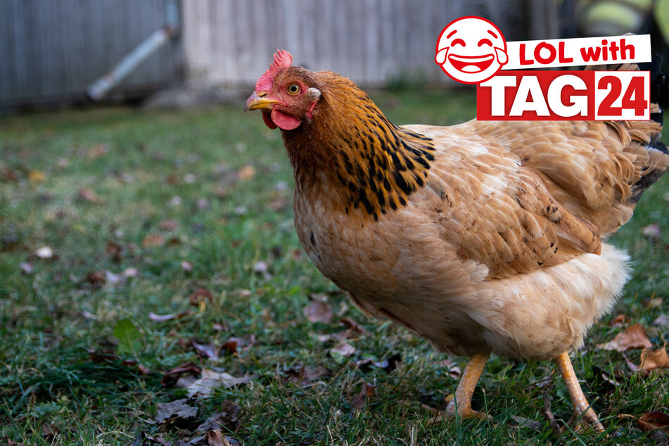 Today's Joke of the Day will have you clucking away with laughter!