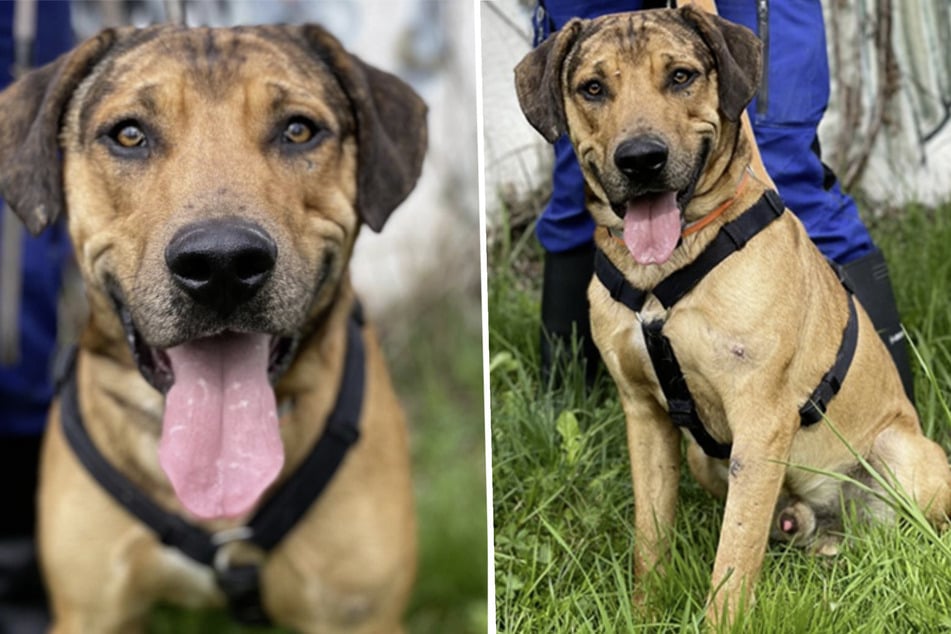 Toller Kerl mit trauriger Vergangenheit: "Prachtbursche" Charly hofft auf Menschen fürs Leben