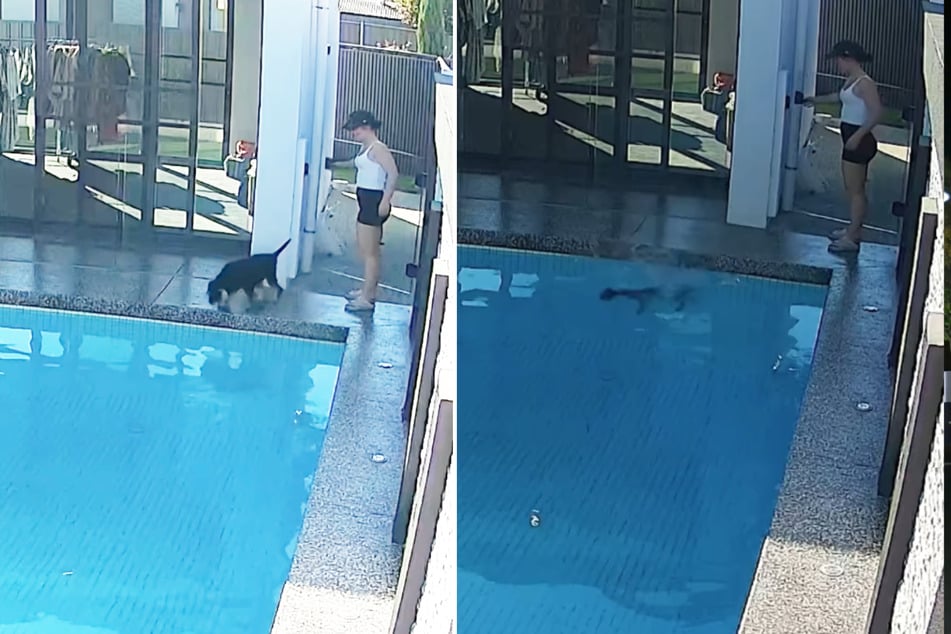 Die Sorge von Frauchen Shannon Tremaine bewahrheitete sich innerhalb von Sekunden, als ihre Hündin "Chloe" in den Pool stürzte.