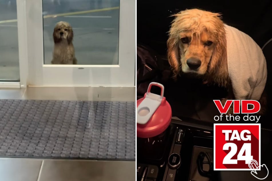 A woman's rescue pup named Pluto went from matted and flea-covered to living his best life – and TikTok can't stop crying!