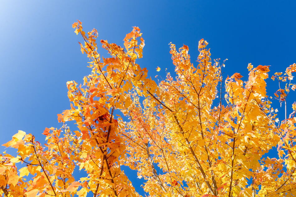 Gerade während der goldenen Herbstzeit erstrahlt der Forstgarten ...