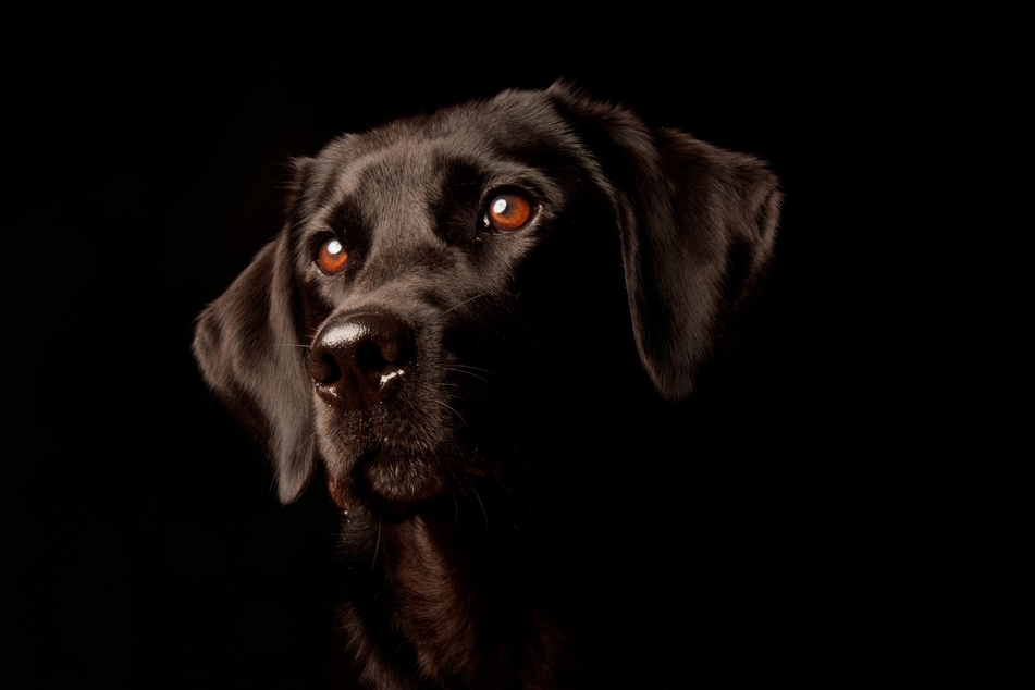 Hunde können bei Dunkelheit besser sehen als Menschen.