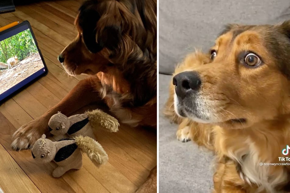 Dog sees squirrels on TV and her reaction is making everyone laugh on TikTok!