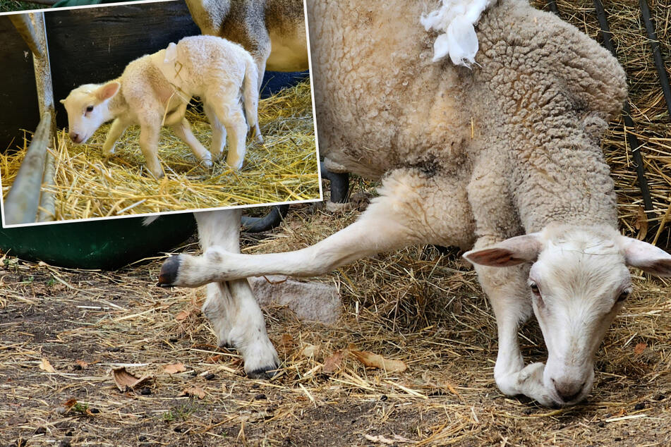 Sachsen-Schaf Dolly: Lämmchen kam mit sechs Beinen zur Welt! So geht es ihm heute