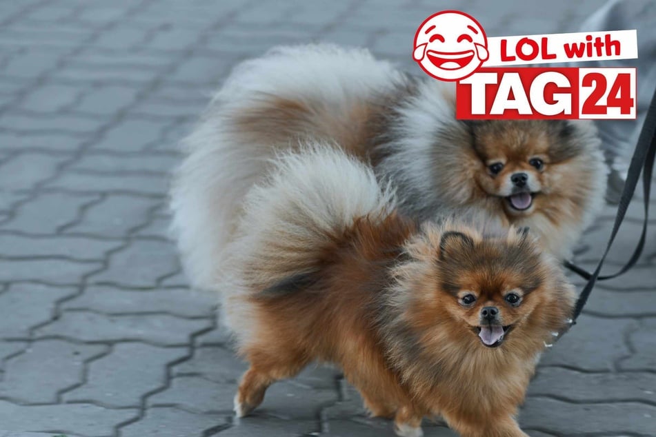 Joke of the Day for January 29, 2026: A doggone funny one.