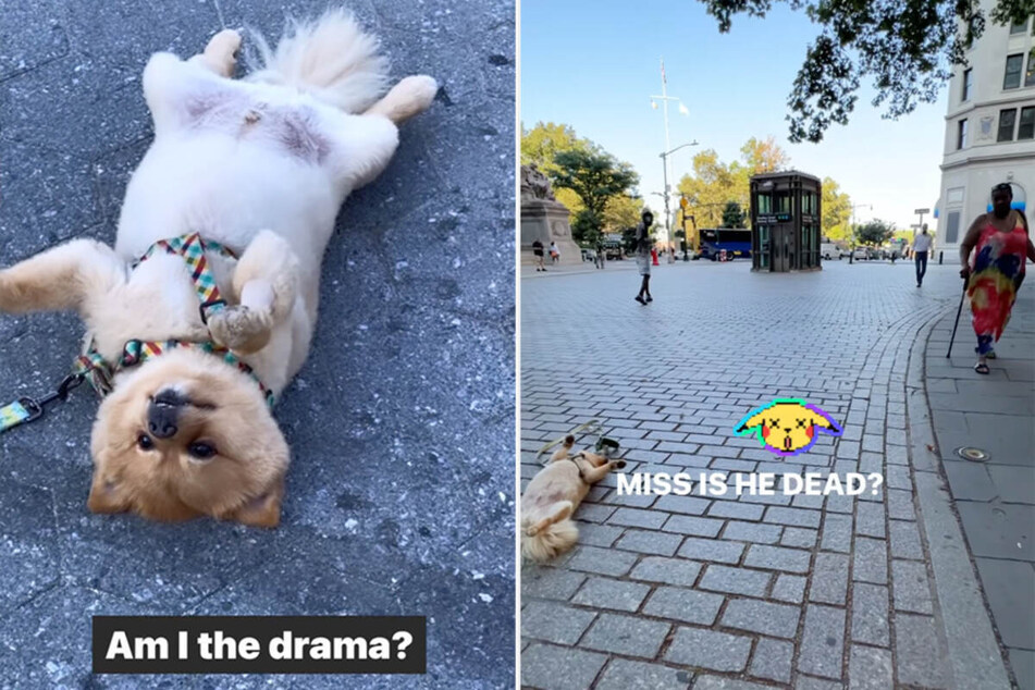 Lord Leo the lazy Pom startled a stranger out in public during one of the pup's interesting afternoon relaxation sessions.