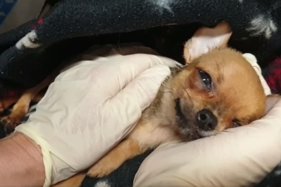 Züchter überfordert, 46 Tiere in Obhut: Tierheim Plauen kämpft um kranke Chihuahuas