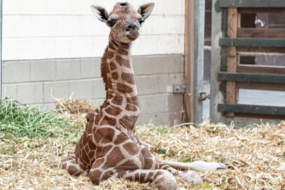 Noch keine 24 Stunden alt ist dieses kleine Giraffen-Kalb.