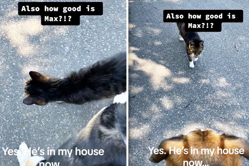 This dog owner was shocked when a stray cat walked right up to her and her dog!