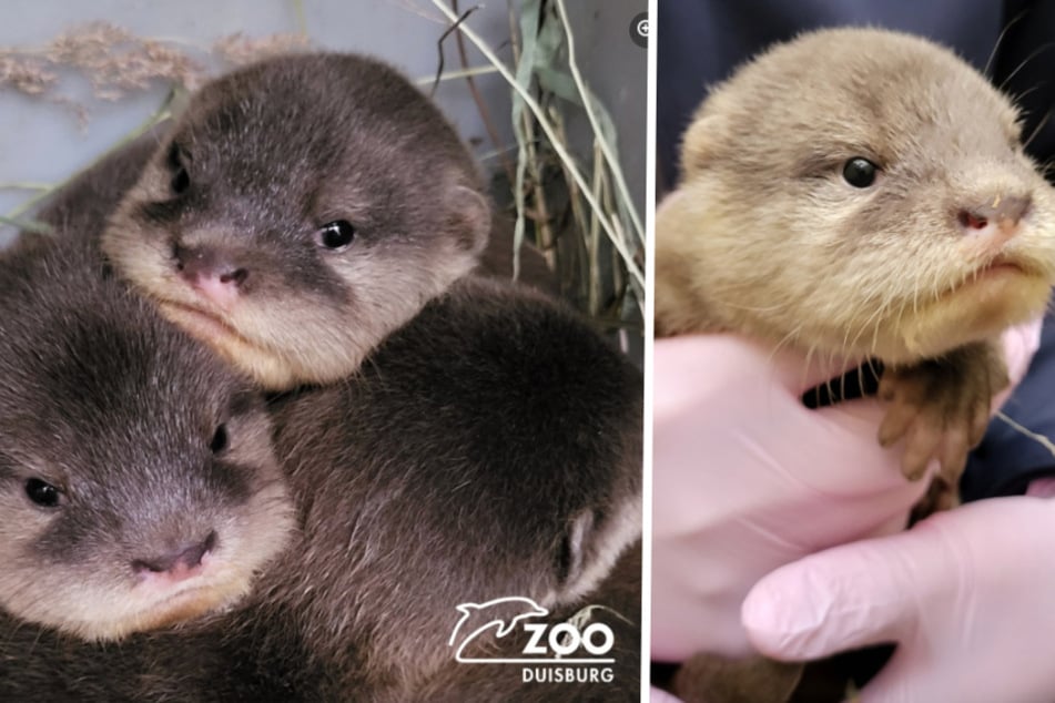 Kuscheliges Otter-Quartett verzaubert das Netz: Zoo stellt Nachwuchs vor