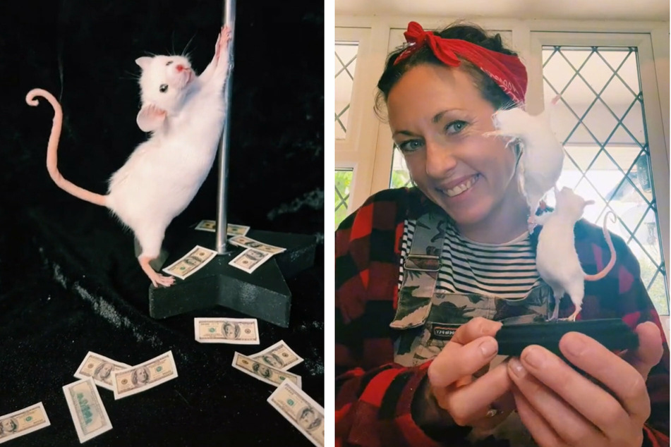Katie Hardwick (38) macht sehr viel Geld mit dem Ausstopfen von Mäusen. Die "Strippermaus" verkauft sie offenbar häufiger.