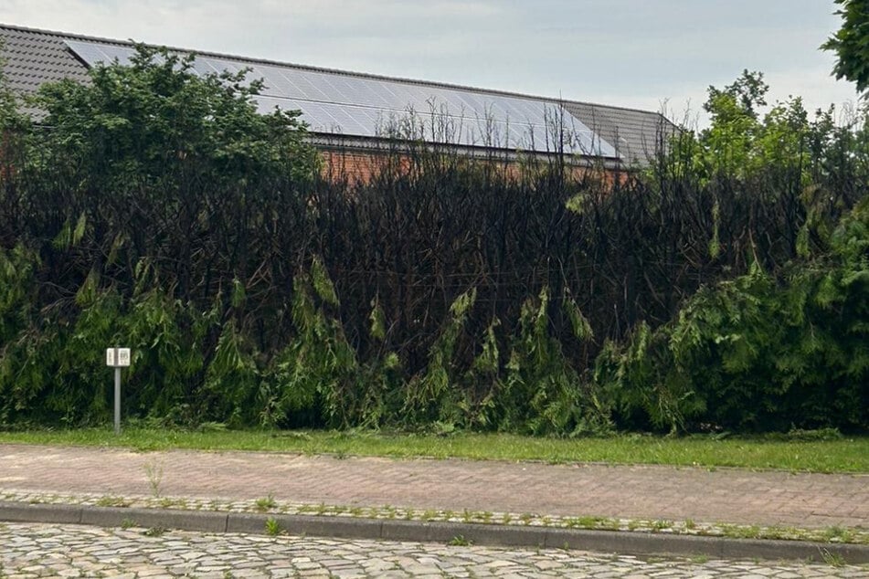 Diese Hecke stand vergangene Nacht noch in Brand und hielt die ortsansässigen Feuerwehren auf Trab.