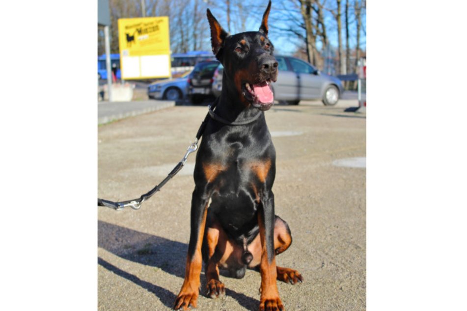 Dobermann Piper.