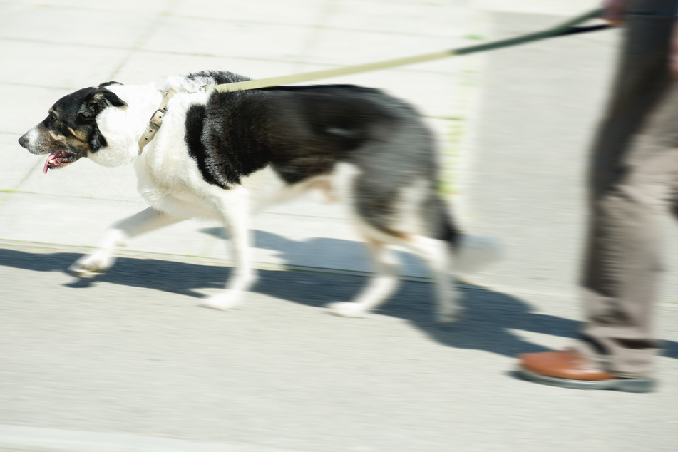 Schwerverletzter Fußgänger in Riesa: Polizei ermittelt gegen Hundehalter