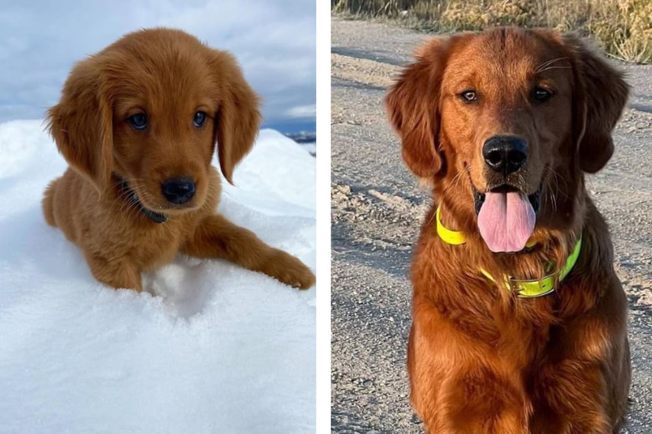 Golden retriever Kaptain (l.) mimics everything his older role model Chief does.