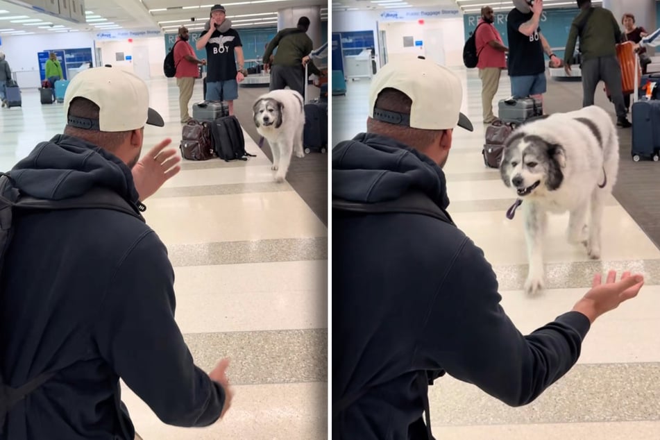 Ritchie the dog finally sees his dad and runs towards him full of joy.